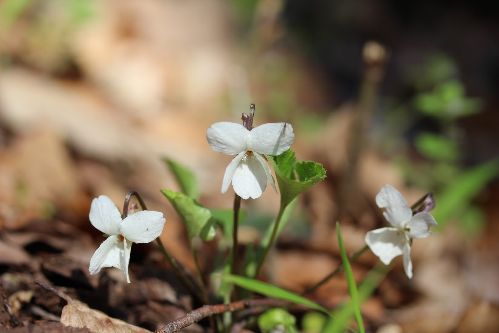 Virágfelismerő kvíz: Felismered ezt a gyönyörűséges virágot a képen?