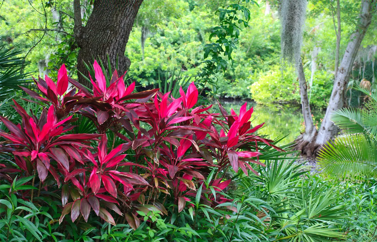 Növényfelismerő kvíz: Felismered ezt a csodaszép növényt a képen?