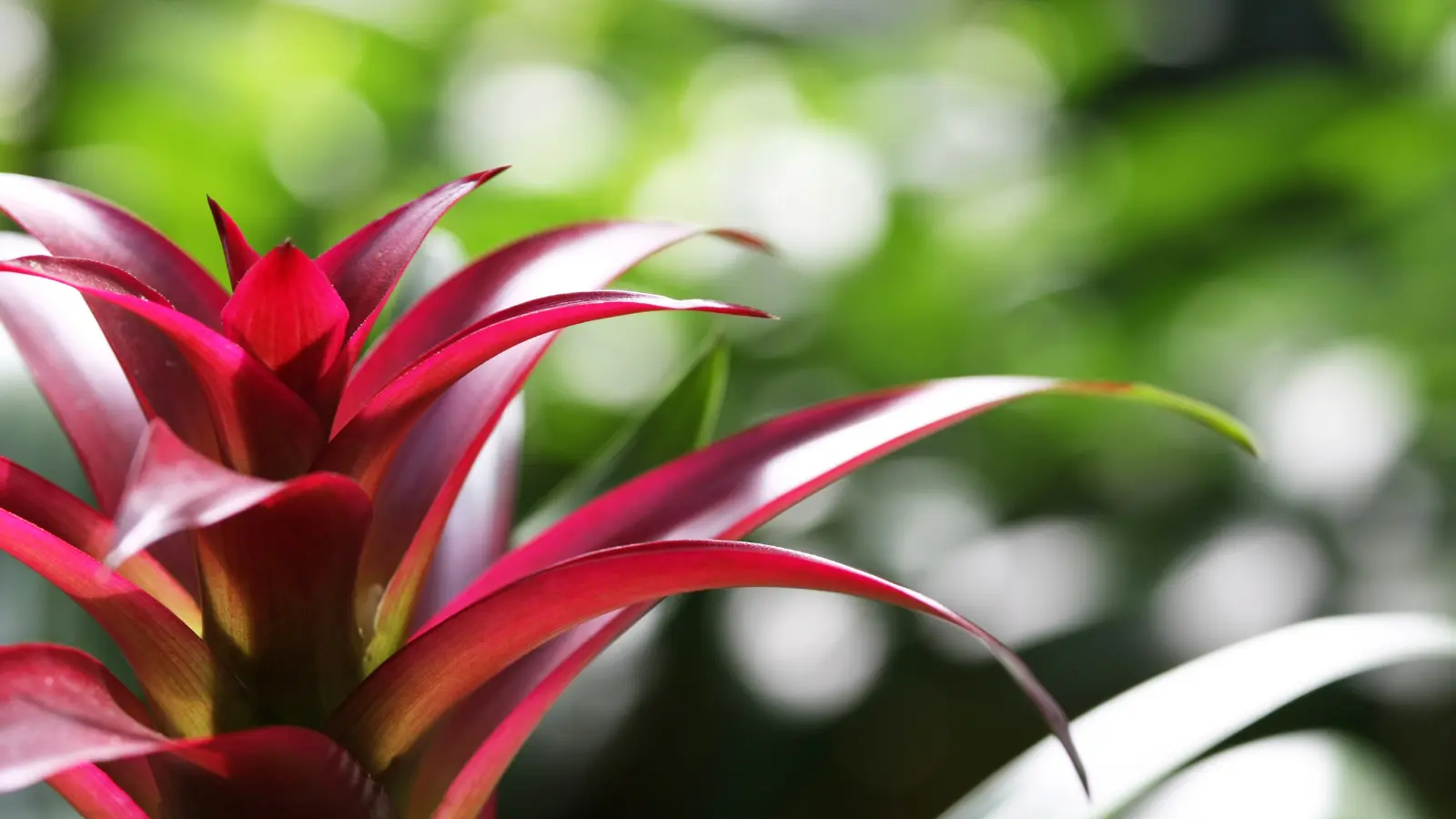 Napi virágfelismerő kvíz: Mert minden nap szükség van egy kis szépségre ebben a rohanó világban!