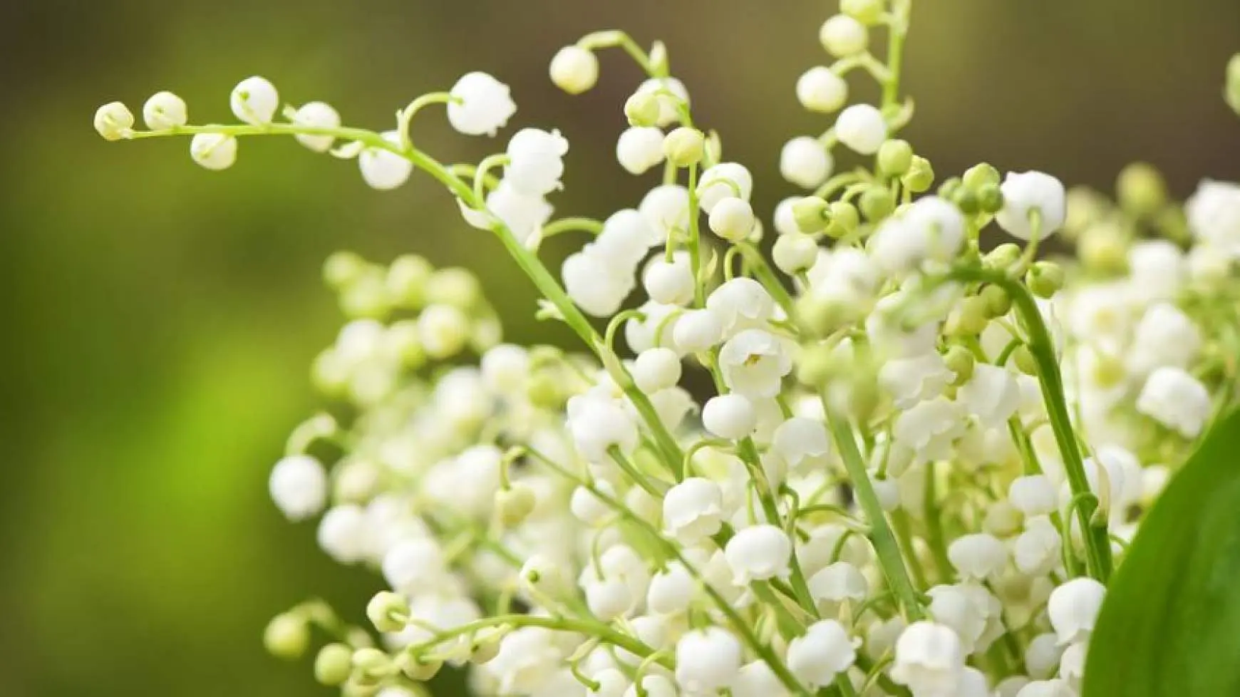 Virágfelismerő kvíz: Felismered ezt a kis cuki virágot a képen?