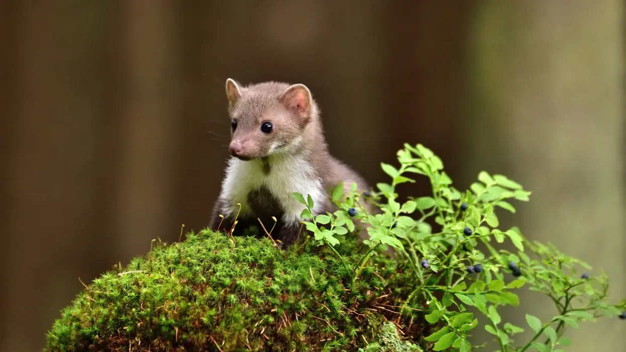 Állatfelismerő kvíz: Felismered ezt a cuki, de egyben bosszantó kis állatkát a képen?