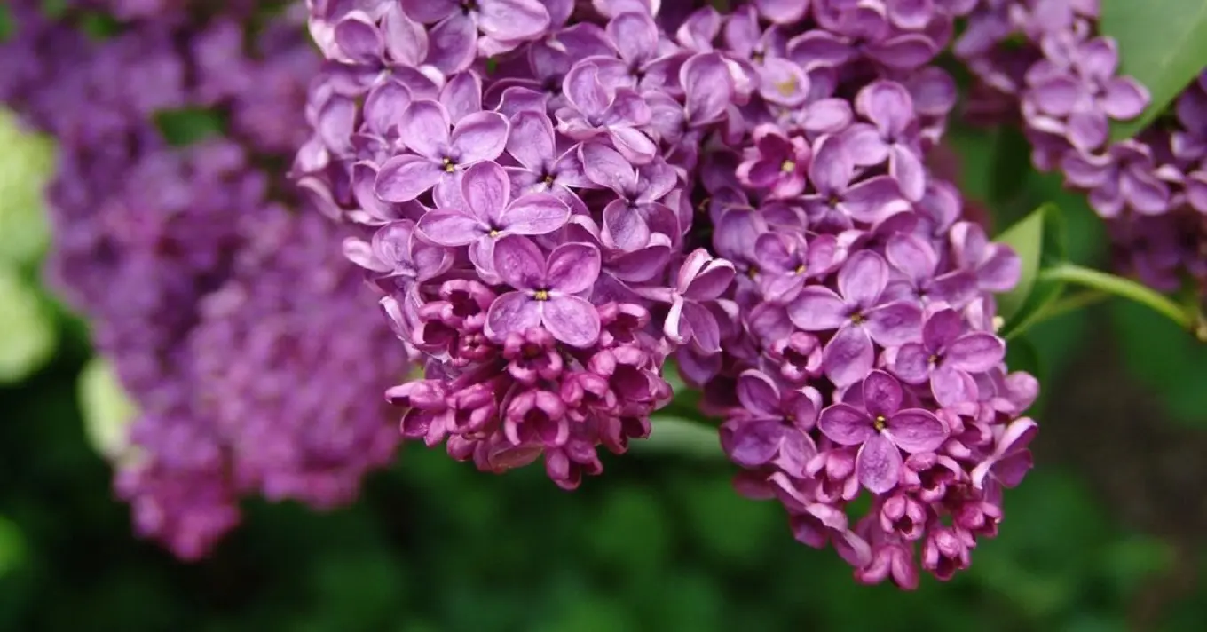 Virágfelismerő kvíz: Az egyik legkedvesebb virág látható a képen. Felismered?