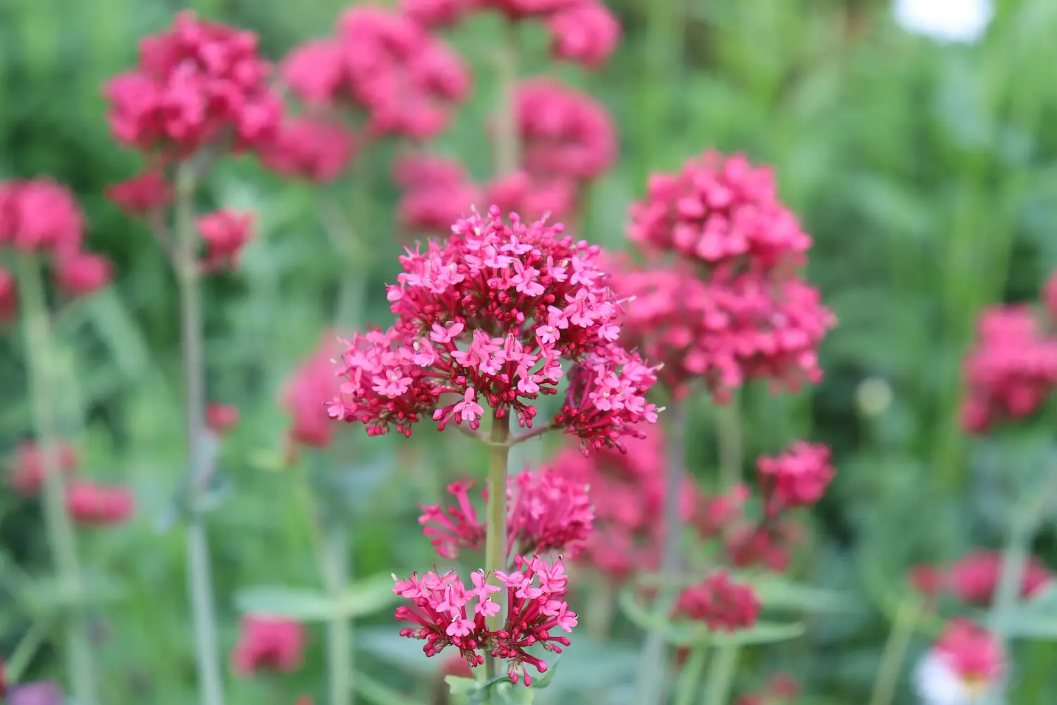Virágfelismerő kvíz: Felismered ezt a különleges növényt a képen? Ámulatba ejtő!