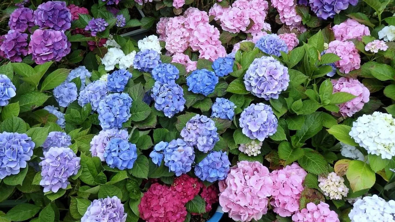 Virágfelismerő kvíz: Felismered ezt a gyönyörűséget a fényképen?